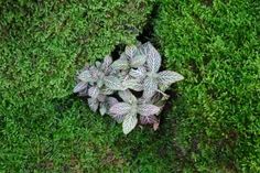 a plant that is growing out of the ground in some green mossy plants with white and gray leaves