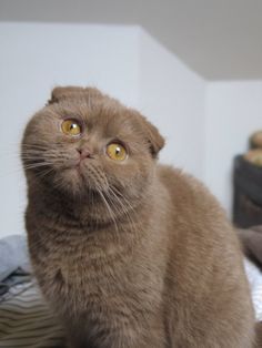 a brown cat sitting on top of a bed