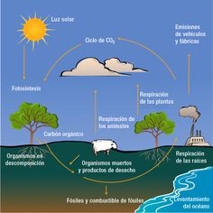 the life cycle of plants and animals in an open field with water, sun, clouds, and other things