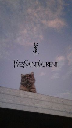 a cat sitting on top of a roof next to the words, yes saint laurent