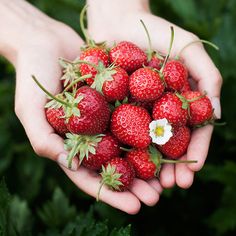 a person holding a bunch of strawberries in their hands