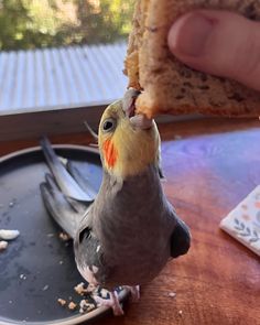 a bird eating food off of a plate