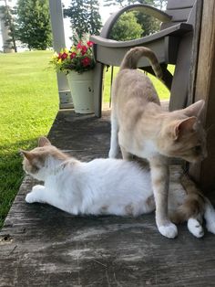 two cats are playing with each other on the porch