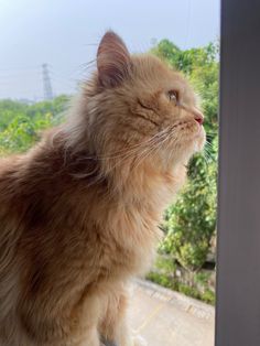 an orange cat sitting on top of a window sill looking out at the trees