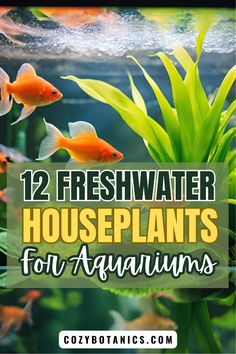 an aquarium with goldfish in it and the words, 12 fresh water houseplants for