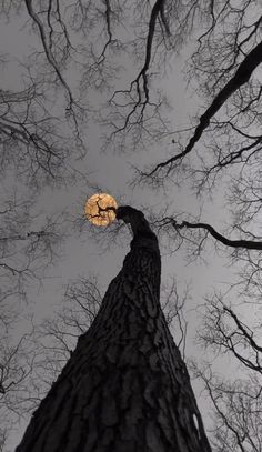 looking up at the top of a tall tree