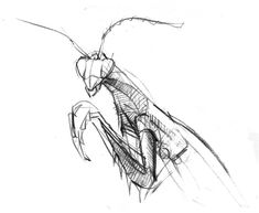 a drawing of a praying mantissa