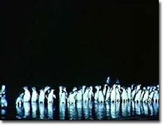 a group of penguins standing in the water at night with their backs turned to the camera