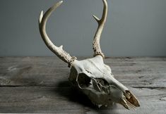 an animal's skull with large horns on a wooden table in front of a gray wall