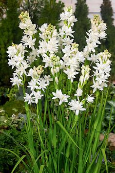 some white flowers are in a pot outside