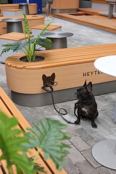 a dog tied to a leash sitting on the ground in front of benches with plants