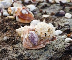 several seashells are on the ground together