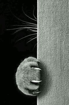 a black and white photo of a cat peeking out from behind a curtain with its paw on the edge