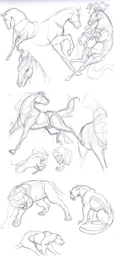 several sketches of horses running and jumping in different directions, with the horse's body being