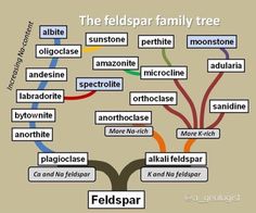 a family tree with words in different languages on the top and bottom half of it