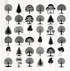 the silhouettes of different trees are shown in black and white on a wooden background