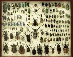 a display case filled with lots of different types of bugs