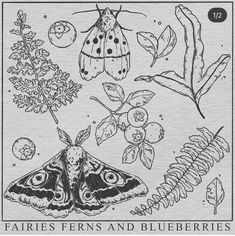 the cover art for faeries ferns and blueberries, featuring an image of a moth