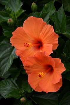 two orange flowers with green leaves in the foreground and on the right, there is a black background