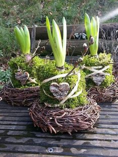 some plants that are sitting on top of a wooden table with moss growing out of them