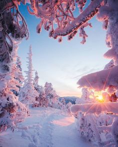 the sun shines brightly through snow covered trees