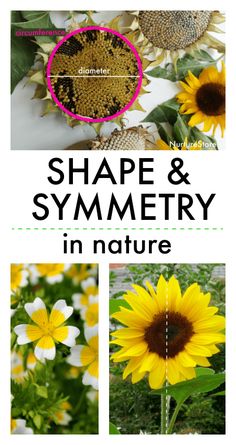 sunflowers and other flowers with the words shape and symetry in nature