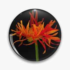 an orange and yellow flower on a black background pinback button with white outline around the center