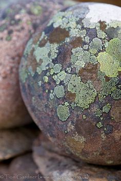 two rocks with moss growing on them, one is brown and the other is green