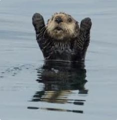 an otter is floating in the water with its paws up