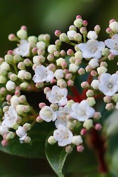 Just because a plant is common doesn’t mean it should be shunned, and flowering from about now through the winter the Viburnum tinus is perfect for winter fragrance. Tree Buds, Colorado Landscape, Winter Fragrance, Blooming Plants, Flowering Shrubs, Evergreen Shrubs, Deciduous Trees