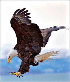 an eagle flying in the air with its wings spread out and it's talon extended