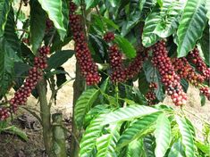 coffee beans are growing on the tree