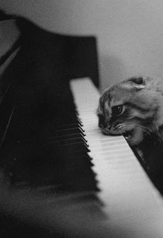 a black and white photo of a cat sitting on top of a piano keyboard with the caption at & t 527 pm