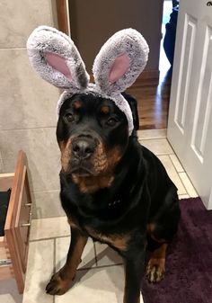 a dog with bunny ears sitting on the floor