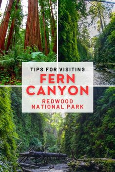 the fern canyon redwood national park with text overlay that reads tips for visiting fern canyon