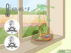 a window sill with some plants in it and the weather symbols on each side