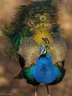 two peacocks are standing next to each other