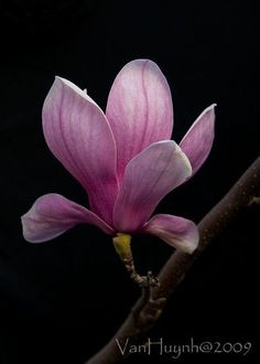 Magnolia Blossom, Magnolia Trees, 수채화 그림, Sugar Flowers, Arte Floral