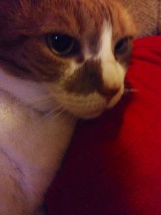 a close up of a cat laying on a couch