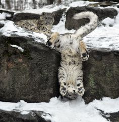 two snow leopards laying on their back in the middle of some snow covered rocks