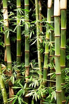 an image of many bamboo trees in the forest