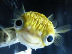 a close up of a fish in an aquarium