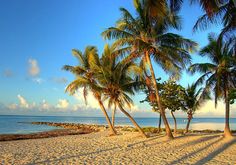 palm trees line the beach as the sun sets on the water in the distance,