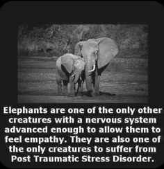 Elephant Quotes, Elephant Facts, Elephants Never Forget, Unique Facts, Pet Items, Save The Elephants, Unbelievable Facts, Post Traumatic, Elephant Love