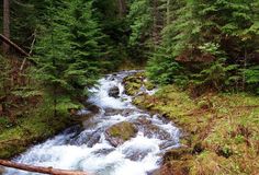 a river running through a lush green forest