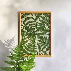 a green plant sitting next to a white wall with a wooden frame hanging on it