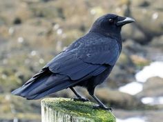 a black bird sitting on top of a wooden post