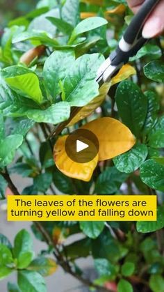 the leaves of the flowers are turning yellow and falling down with scissors in their hands