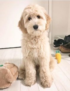 a dog sitting on the floor next to a teddy bear and other shoes in a room