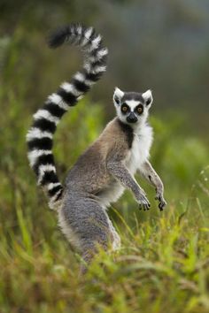 a ring tailed lemur standing on its hind legs